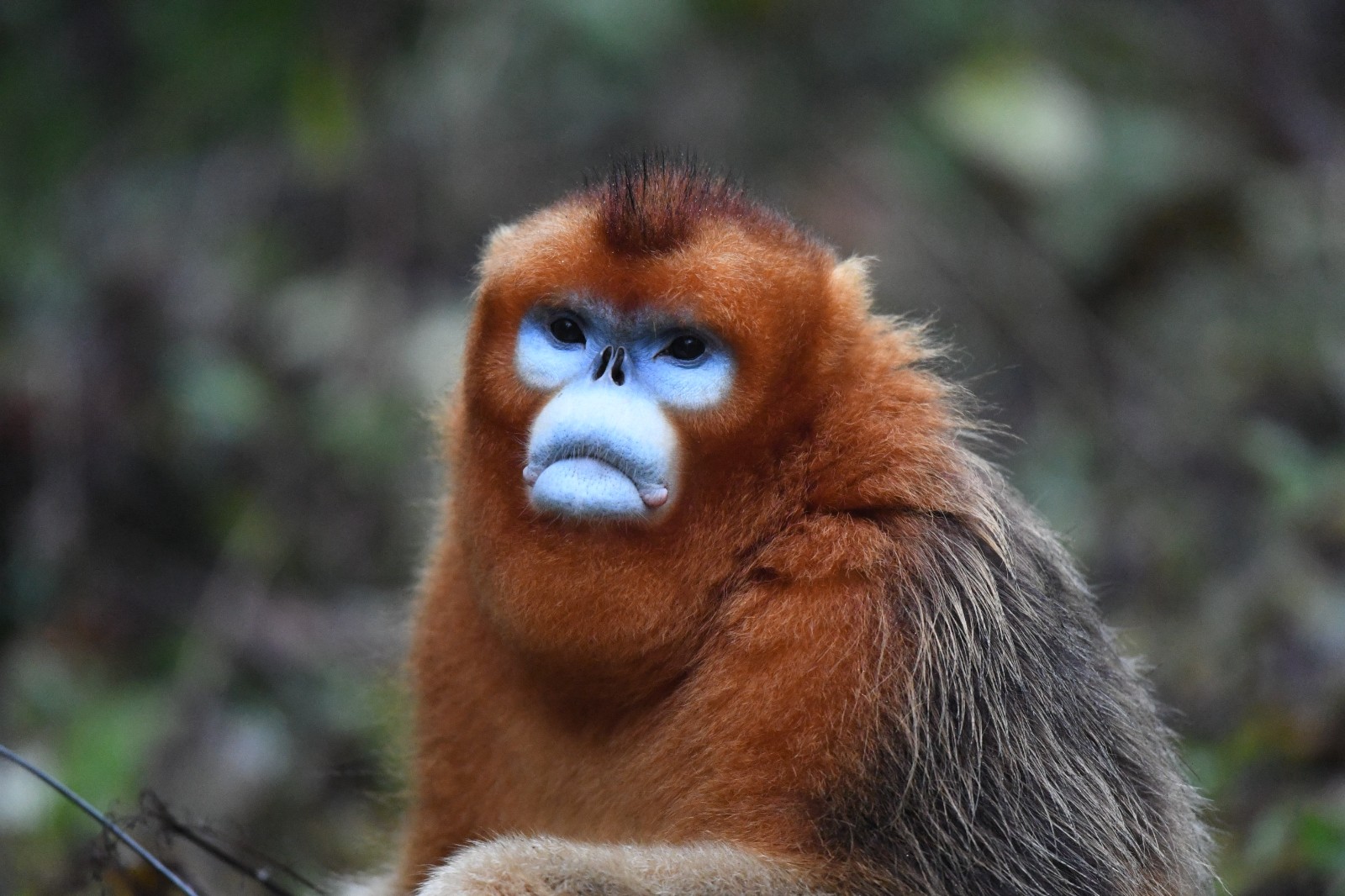 川金丝猴 英文名 Golden Snub-nosed Monkey 学名Rhinopithecus roxellana (5).jpg