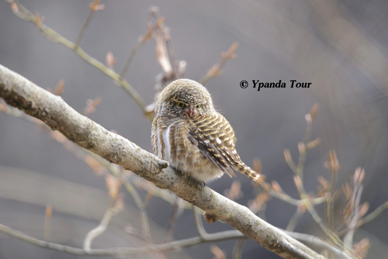 领鸺鹠 英文名 Collared Owlet 学名 Glaucidium brodiei_.jpg