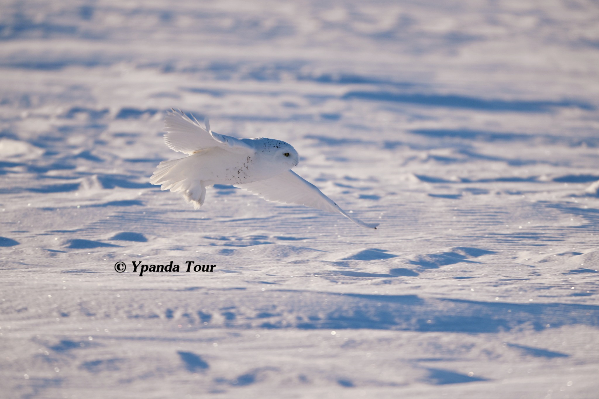 シロフクロウ（Snowy Owl）