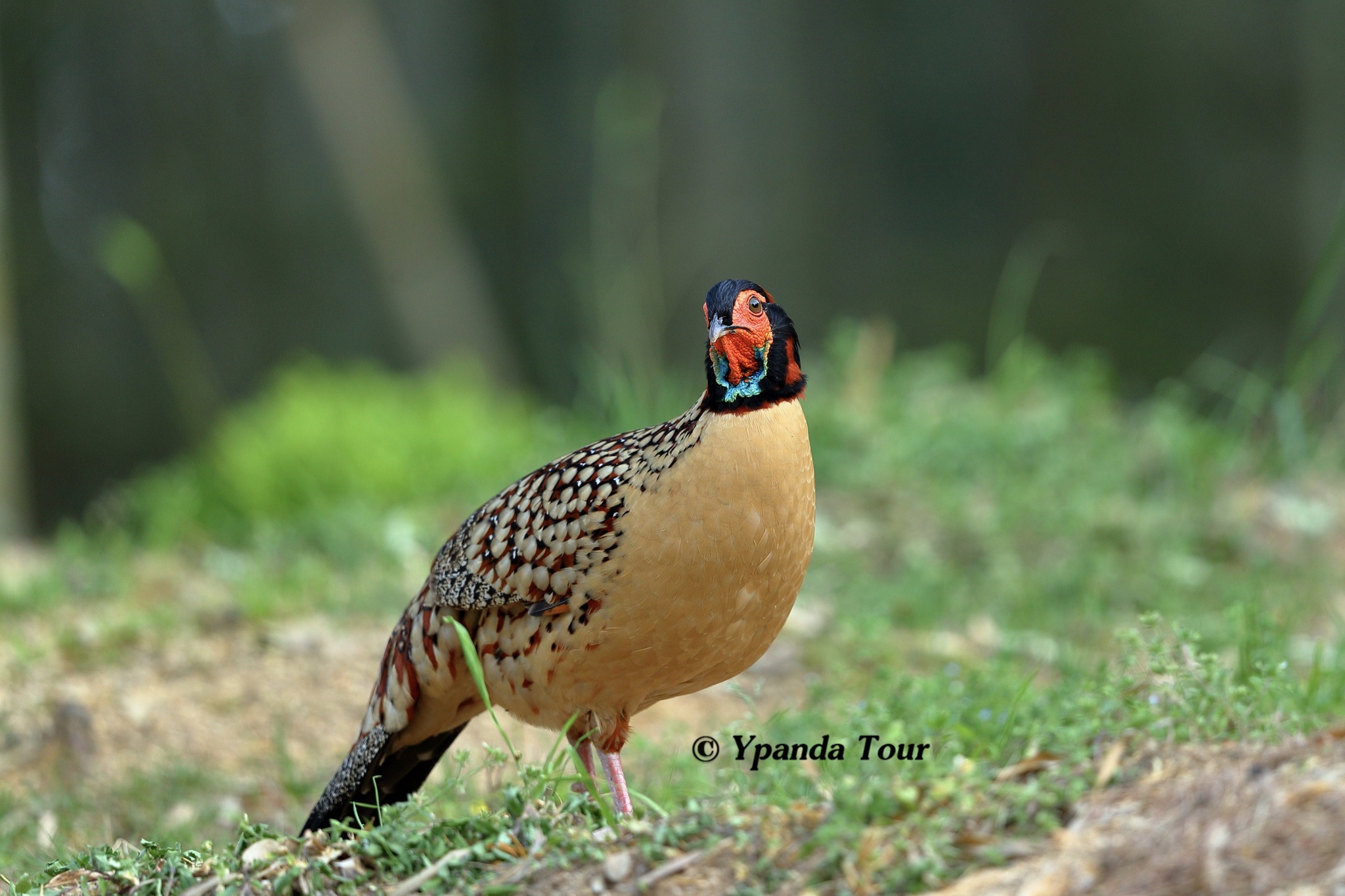 ジュケイ（Cabot's Tragopan）