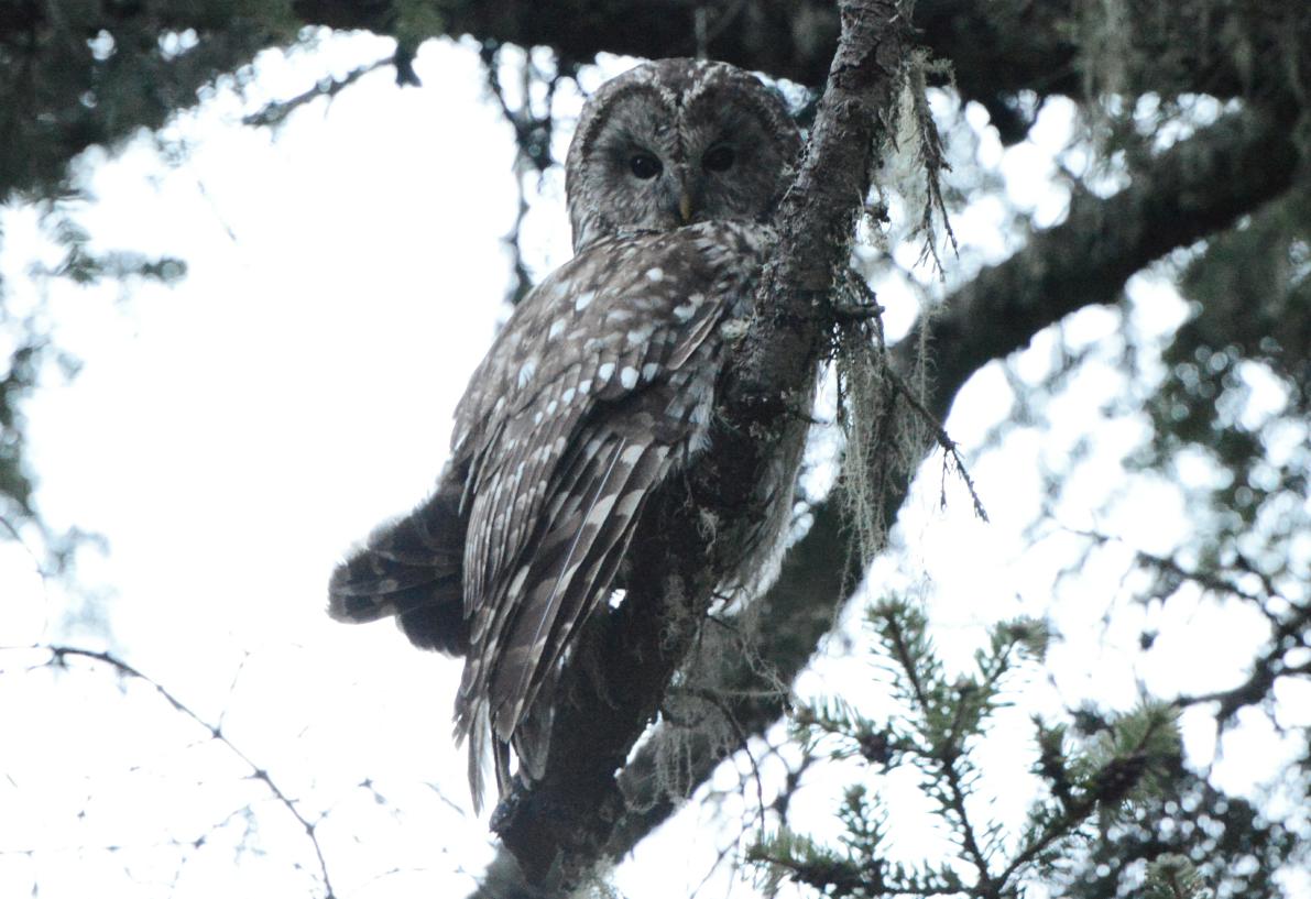 6日ツアー 四川岷山東方面野鳥野生動物観察撮影ツアー