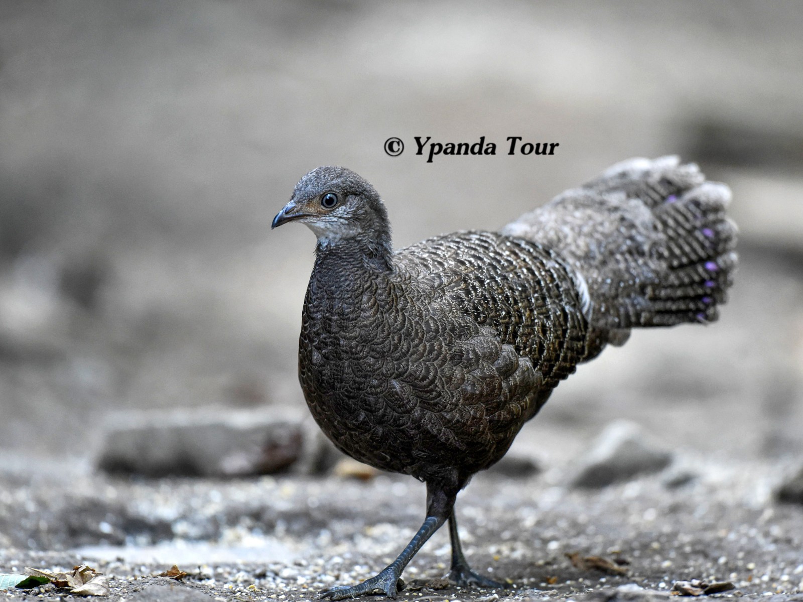 C位 灰孔雀雉  Grey Peacock Pheasant    (Grey Peacock Pheasant).jpg