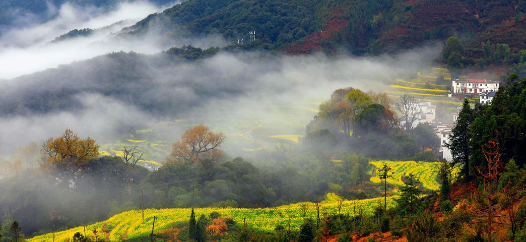 江岭菜の花畑.jpg