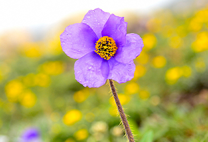 香格里拉花鑑賞１０日ツアー（meconopsisメイン）