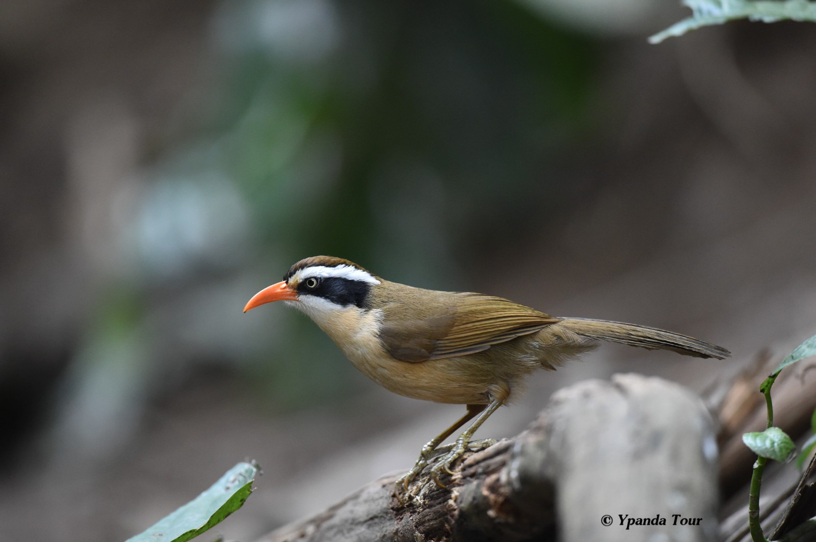 红嘴钩嘴鹛 英文名 Coral-billed Scimitar Babbler  学名Pomatorhinus ferruginosus.jpg