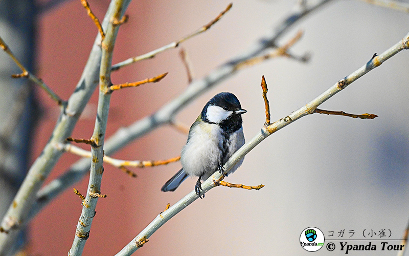 コガラ(小雀).JPG