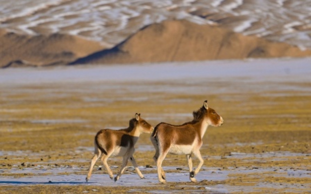 10日青海省野生動物観察撮影ツアー