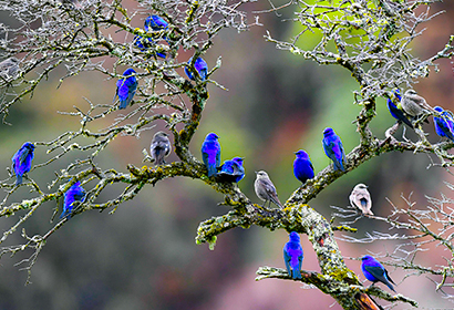 7日四川巴朗山碧峰峡瓦屋山野鳥野生動物観察撮影ツアー