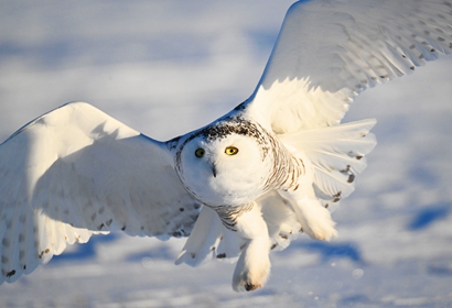 8日内モンゴル冬季バードウォッチングツアー