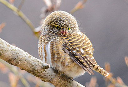 6日四川岷山東方面野鳥野生動物観察撮影ツアー