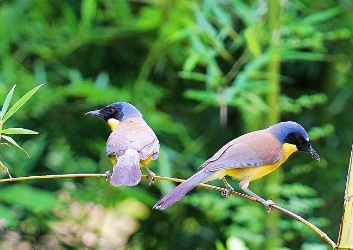 8日婺源野鳥観察撮影ツアー(夏季)
