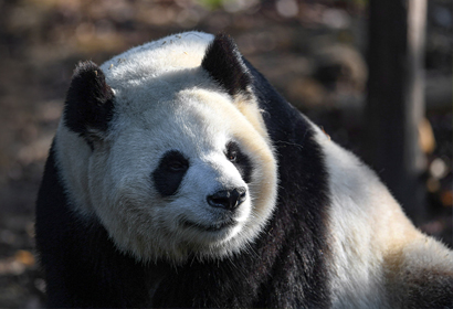 パンダ愛好者必見!四川の自然を巡る9日間ツアー