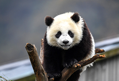 パンダの故郷をめぐる8日間の旅