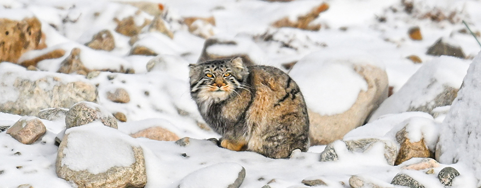 野生動物・野外探検